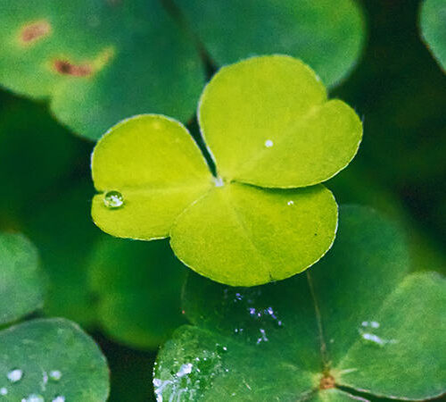 Beyond Accounting advice Ireland Grow In An Enterprise-Friendly Location