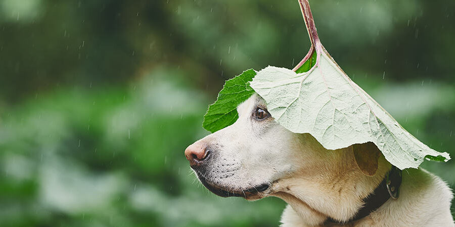 Beyond Accounting advice Is Financial Trauma Hurting Your Pension Savings