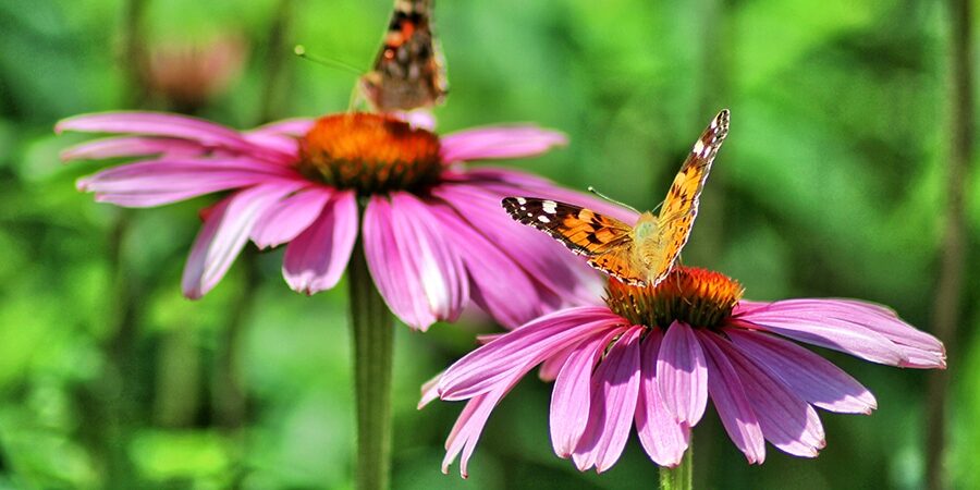 Green Supports And Funding For Irish Businesses